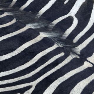 Zebra G5128-1 (4)