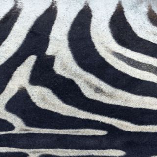 Zebra G5128-1 (5)